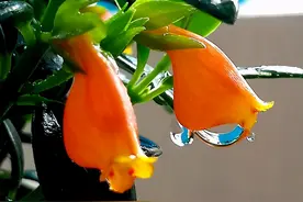 不会养殖金鱼吊兰的，在这教你几招，花开不断图片