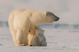 动物叼自己孩子后脖颈的时候，牙齿那么尖利，不会把孩子咬伤吗图片