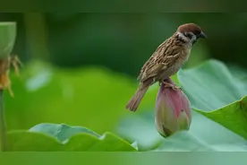 小荷才露尖尖角，早有“麻雀”立上头图片