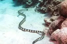 盘点十种剧毒海洋生物图片