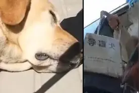 东方快评丨导盲犬被骂哭，是谁在冷漠对待？图片