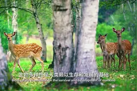 每一帧都美！COP15大会主题宣传片正式发布图片