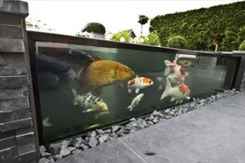 水泥砖砌院墙代替鱼塘，嵌入鱼缸养鱼，人家是景你家只是隔断墙图片