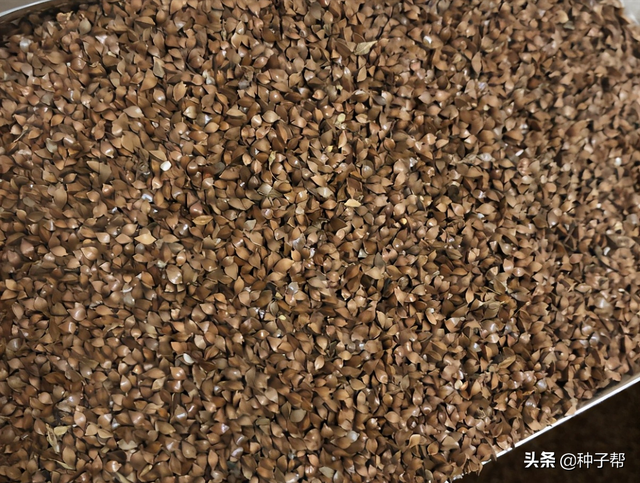 鲁梅克斯能割20年，耐-40度低温，优缺点都在这了，看清楚再种