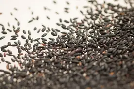 女子为淡斑每天吃黑米，三个月后，结果如何？黑米能补肾补血吗？图片