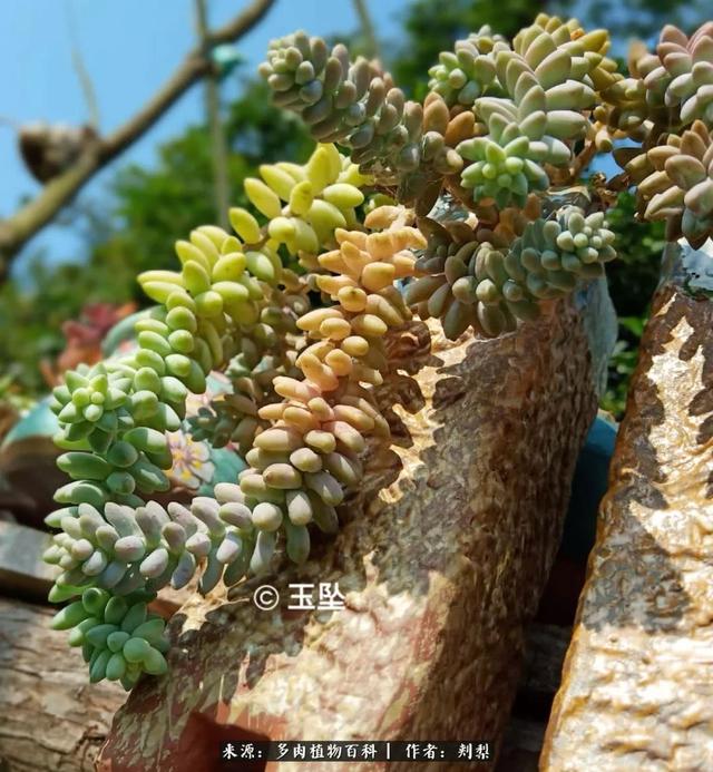 多肉植物会听音乐吗怎么养(多肉植物冬天怎么养才能安全过冬视频)-措