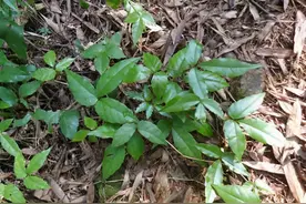 农村人称它为“药王”，又名三叶青，或有抗癌功效，你了解吗？图片