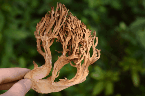 获赞野生之花，鲜甜爽口常被当成海鲜，已到成熟季节，却很难买到