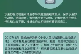 漫画解读《野生动物保护法》图片