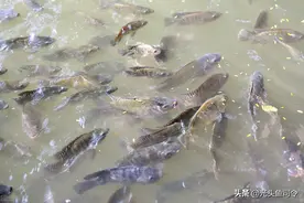 鲫鱼的“困局”！繁殖能力强、不挑食，为何在广州却一败涂地？图片