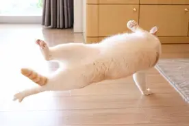 猫咪：跟我一起旋转跳跃不停歇图片