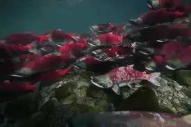 这种鱼一经交配之后就会死亡，为后代操碎了心图片