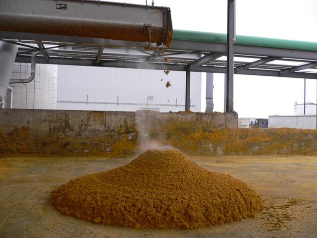 玉米酒糟在养猪上的妙用，猪不仅爱吃还能降低成本！