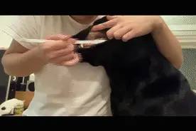 请不要让猫狗随意舔食/吞咽宠物牙膏了图片