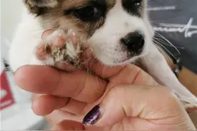 人神共愤！贵阳一小狗惨遭残忍虐待，鼻子被灌502胶水……图片