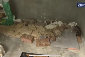 小猫小狗路边奄奄一息，中通宠物盲盒罚8万！罚太轻了吧图片