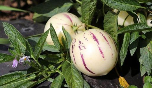 “人参果”有哪些好处？多吃会不会上火？为了健康，麻烦正确对待