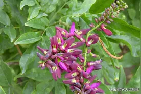 人称“鸡血藤”，我国独有的植物，经济价值极高，别砍它烧火图片