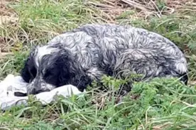 狗狗守着塑料袋不愿意离开，路人觉得奇怪，打开袋子后流下了泪水图片