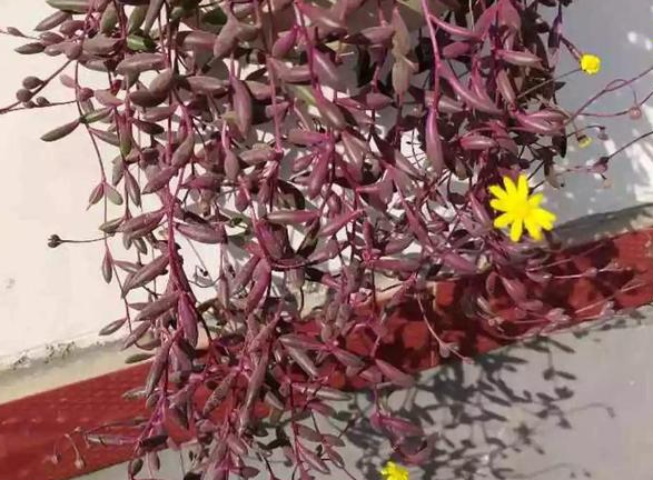 家庭盆栽多肉紫玄月，养殖注重3个细节，枝叶长得快、开花更美