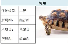 国家最新水生野生保护动物名录（共计三百余种），第3期图片
