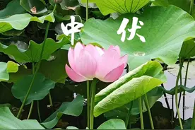 老话“中伏有雨淹门槛，寡妇改嫁少闲言”是何意思？为啥这样说图片