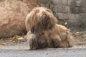 狗狗在废弃房子生活2年，全身毛发打结像拖布，只为等主人回来图片