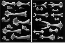 人类男性在进化过程中，为何隐私部位会丢失一块骨头？有何影响？图片
