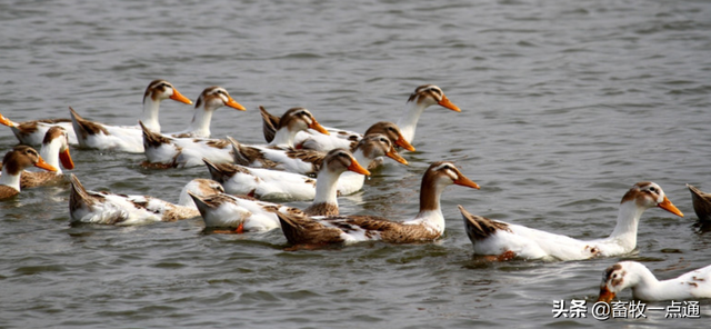 常用植物性蛋白质饲料有哪些各有何特点？