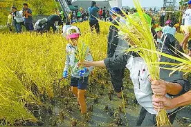日本大城市，流行在楼顶种水稻图片
