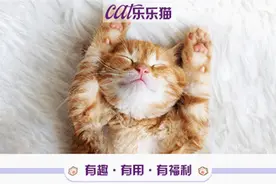 我家猫害我花了几千块还被网暴，都只是因为它装瘸！图片