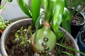6种漂亮花，都有“大肚子”，吸一次水一个月不浇，天热狂开花图片