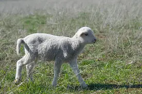 “养羊有三怕”，你知道是哪“三怕”吗？你犯过这些错吗？图片