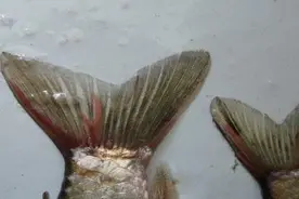 钓到有寄生虫的鱼咋办？常见的4种寄生虫，3种无害，一种不要食用图片