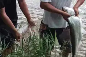 泥鳅打窝钓鱼，为何人人唾弃？钓友：那不是钓鱼是捕鱼图片