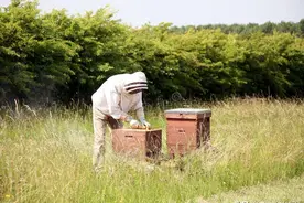 敷布在夏天怎么使用？蜂箱门口挂胡子怎么解决？图片