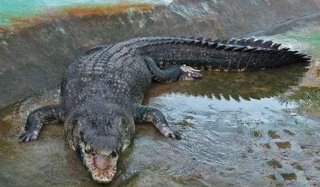 全球凶猛的9种鳄鱼,个个都是狠角色,1000公斤是老虎的4倍(世界上最大