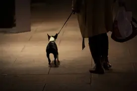 夜深了，这些互联网人去遛狗图片