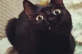 “扩散！如果看到耳朵缺一块的流浪猫，请善待！”图片