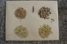 不要小看任何东西，哪怕是杂草，也会翻身征服我们的餐桌图片