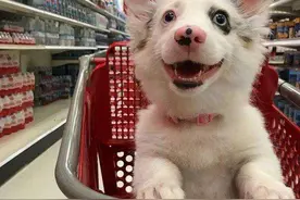 西安红星美凯龙商场允许带狗进入，结果咬伤顾客，过了一周才报警图片