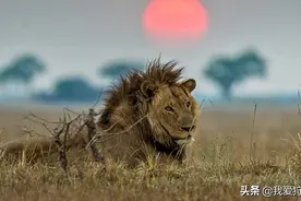 「狩猎游记」全野生非洲狮狩猎图片