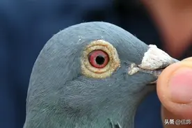 又是GPS惹的祸，公棚宣布取消佩戴图片