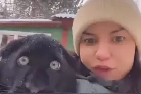 被狗子带大的小黑豹，猛兽变憨兽，这画风跑得也太偏了吧图片