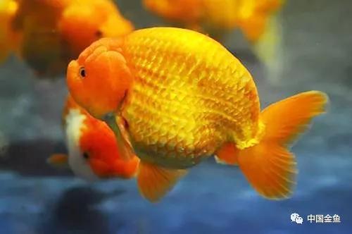 金鱼鱼鳞下面有血斑怎么办