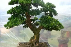 养罗汉松可以富贵吗？人们为何喜爱罗汉松？图片