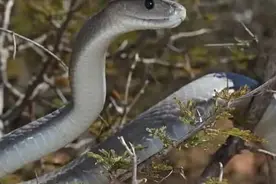 秒杀非洲狮，黑曼巴蛇的实力有多恐怖？能否称作毒蛇中的天花板？图片