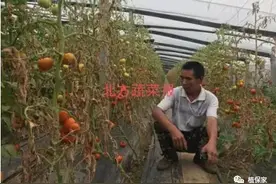 4800棵西红柿、4000棵黄瓜全死了！小心化学线虫药剂成夺命药图片