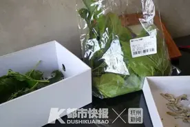 杭州三四万小学生养蚕，有男孩精心照顾两个月的“宝宝们”，吃了网购的叶子全死了图片