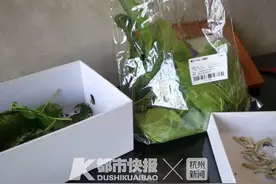 杭州三四万小学生养蚕，有男孩精心照顾两个月的“宝宝们”，吃了网购的叶子全死了图片